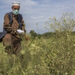women-in-pakistan-need-greater-access-to-combat-invasive-parthenium-weed