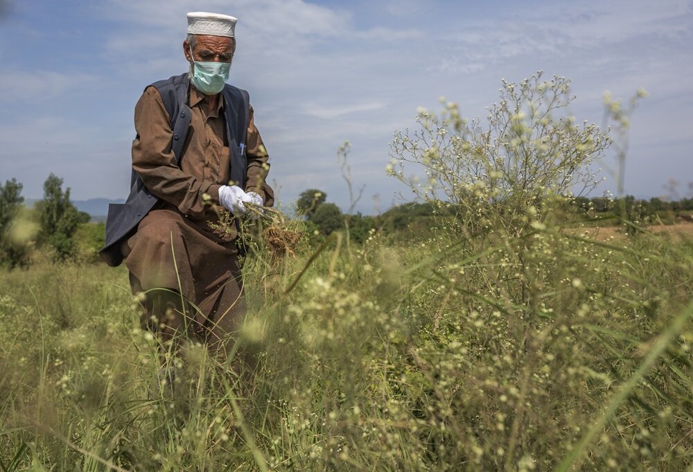 women-in-pakistan-need-greater-access-to-combat-invasive-parthenium-weed