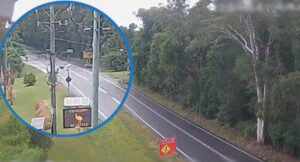 ai-camera-trial-reduces-cassowary-deaths-by-31-on-queensland-highway
