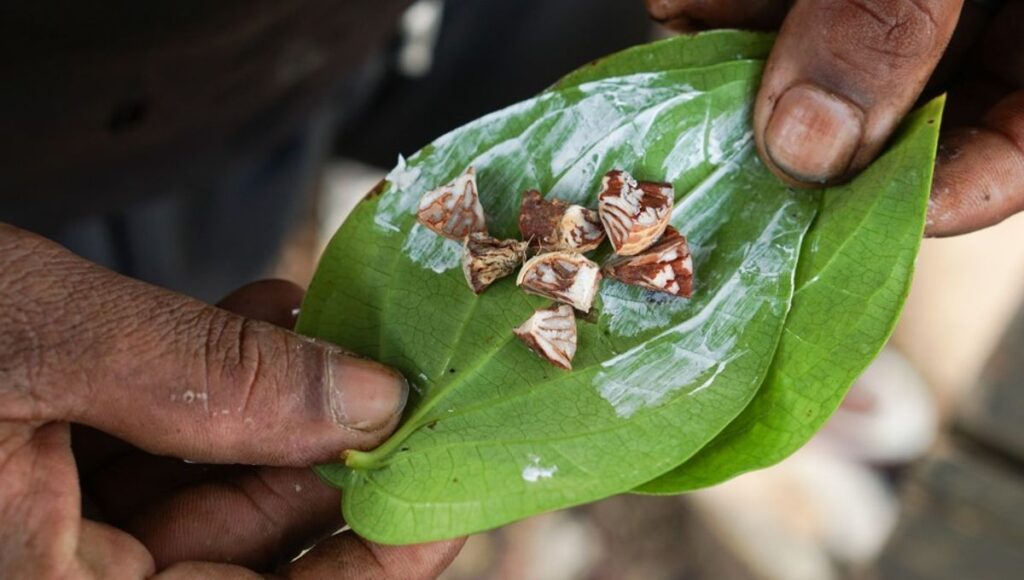 ancient-betel-nut-use-in-thailand-reveals-cultural-and-psychoactive-significance