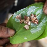 ancient-betel-nut-use-in-thailand-reveals-cultural-and-psychoactive-significance