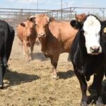 australia-reopens-market-to-canadian-beef-after-22-year-ban