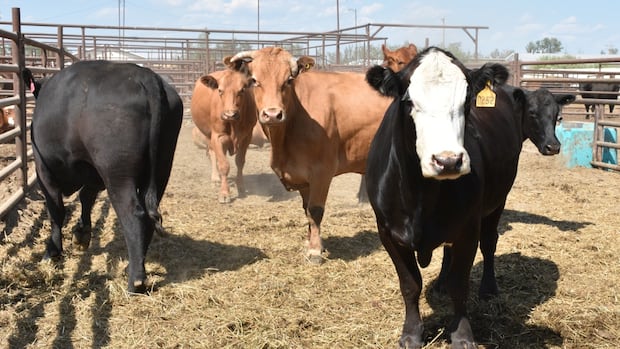 australia-reopens-market-to-canadian-beef-after-22-year-ban