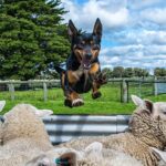 australia-s-working-dogs-a-3-billion-asset-to-the-economy