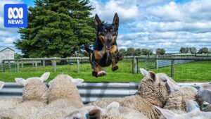 australia-s-working-dogs-a-3-billion-asset-to-the-economy