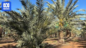 australian-date-industry-eyes-global-markets-amid-growing-demand