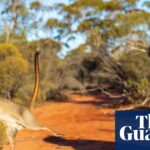 australian-wildlife-conservancy-s-bold-plan-for-5-land-conservation-by-2035