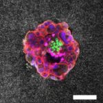 breakthrough-3d-imaging-captures-human-embryo-implantation
