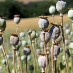 breakthrough-analgesic-adriana-offers-hope-amid-opioid-crisis