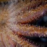 breakthrough-discovery-identifies-bacteria-behind-sea-star-wasting-disease