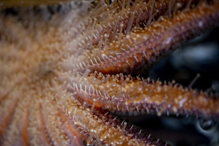 breakthrough-discovery-identifies-bacteria-behind-sea-star-wasting-disease