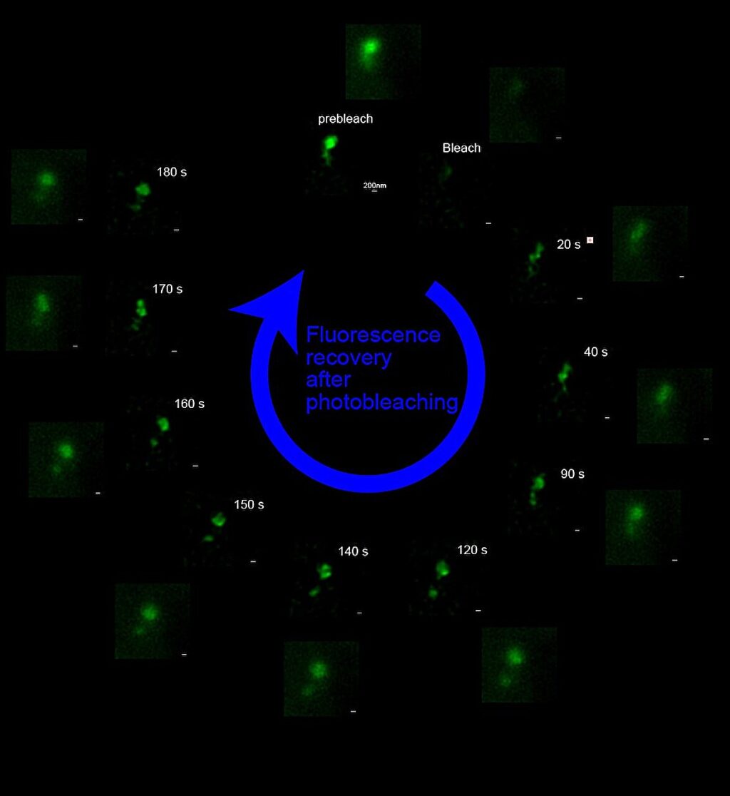 breakthrough-in-live-cell-imaging-new-super-resolution-method-developed
