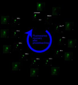 breakthrough-in-live-cell-imaging-new-super-resolution-method-developed