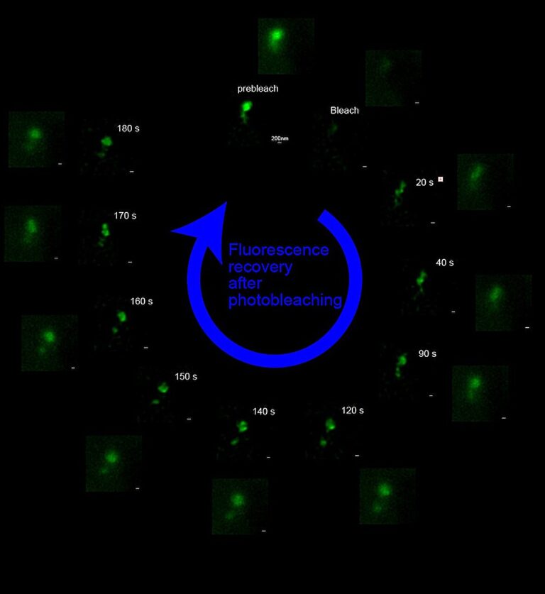 breakthrough-in-live-cell-imaging-new-super-resolution-method-developed