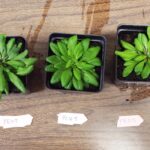 breakthrough-in-plant-metabolism-molecular-messengers-identified