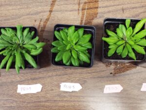 breakthrough-in-plant-metabolism-molecular-messengers-identified