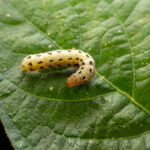 caterpillar-enzymes-a-breakthrough-in-nanomaterials-synthesis