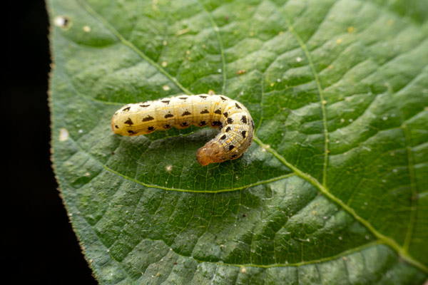 caterpillar-enzymes-a-breakthrough-in-nanomaterials-synthesis