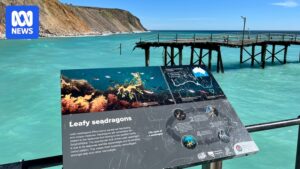 closure-of-rapid-bay-jetty-threatens-south-australia-s-dive-tourism