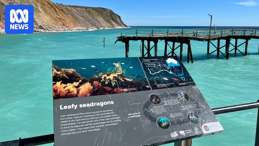 closure-of-rapid-bay-jetty-threatens-south-australia-s-dive-tourism