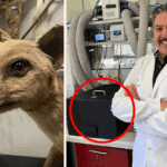 colossal-biosciences-investment-in-australia-aims-to-revive-extinct-species
