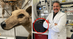 colossal-biosciences-investment-in-australia-aims-to-revive-extinct-species