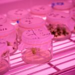 cryopreservation-a-lifeline-for-endangered-gossia-gonoclada-in-queensland