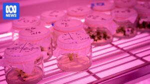 cryopreservation-a-lifeline-for-endangered-gossia-gonoclada-in-queensland