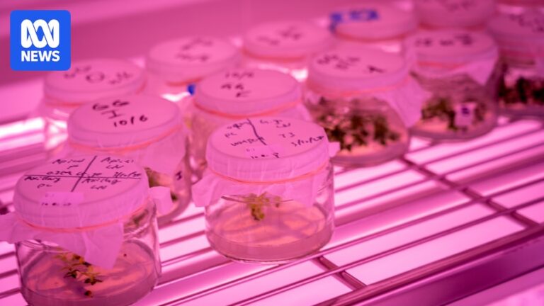 cryopreservation-a-lifeline-for-endangered-gossia-gonoclada-in-queensland