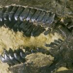dinosaur-teeth-unlock-secrets-of-ancient-co2-levels-and-climate-dynamics