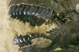 dinosaur-teeth-unlock-secrets-of-ancient-co2-levels-and-climate-dynamics