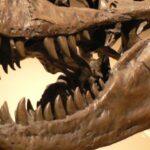 diverse-dinosaur-feeding-habits-revealed-through-skull-analysis