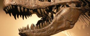 diverse-dinosaur-feeding-habits-revealed-through-skull-analysis