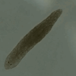 flatworms-a-breakthrough-in-schizophrenia-treatment-research
