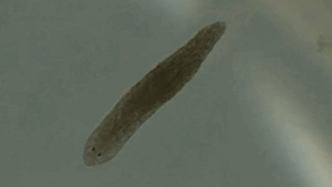 flatworms-a-breakthrough-in-schizophrenia-treatment-research