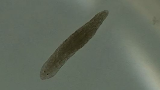 flatworms-a-breakthrough-in-schizophrenia-treatment-research