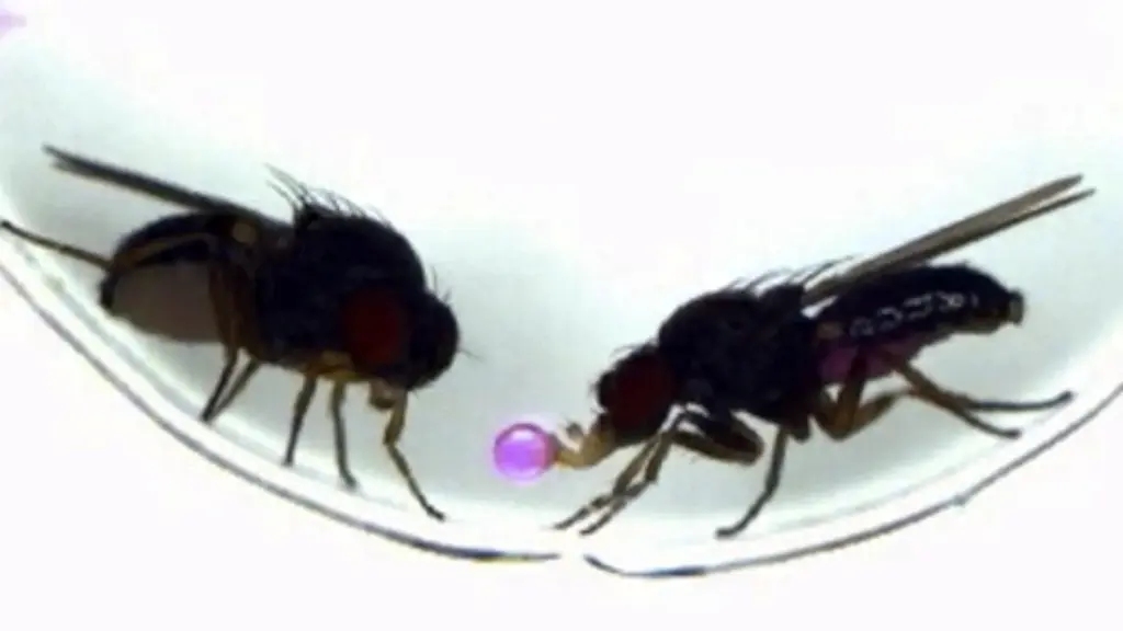 genetic-breakthrough-single-gene-alters-fruit-fly-courtship-behavior