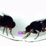 genetic-breakthrough-single-gene-alters-fruit-fly-courtship-behavior
