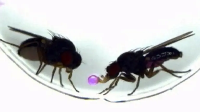 genetic-breakthrough-single-gene-alters-fruit-fly-courtship-behavior