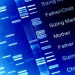 genetic-differences-in-bovine-embryos-may-revolutionize-ivf-and-drug-development