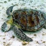 great-barrier-reef-faces-unprecedented-coral-decline-amid-climate-crisis