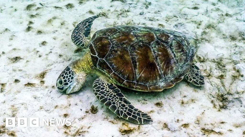 great-barrier-reef-faces-unprecedented-coral-decline-amid-climate-crisis