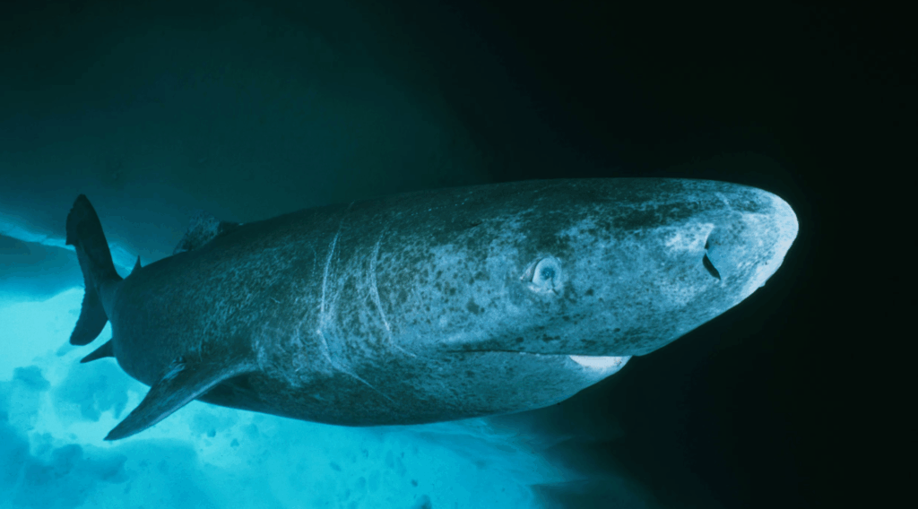 greenland-sharks-unraveling-the-secrets-of-centuries-old-longevity