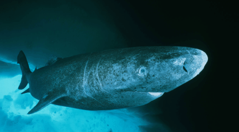 greenland-sharks-unraveling-the-secrets-of-centuries-old-longevity