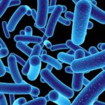 gut-bacteria-linked-to-insomnia-new-study-reveals-bidirectional-relationship
