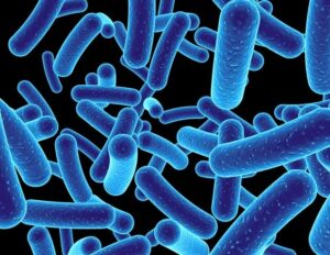 gut-bacteria-linked-to-insomnia-new-study-reveals-bidirectional-relationship