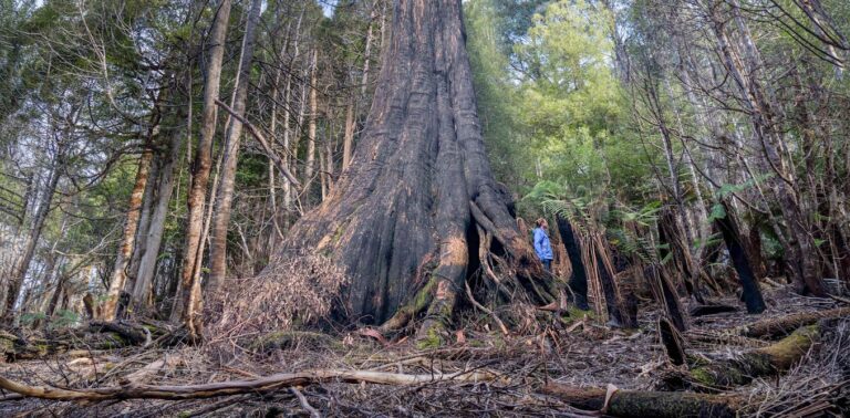 how-trees-inspire-sustainable-design-lessons-from-nature