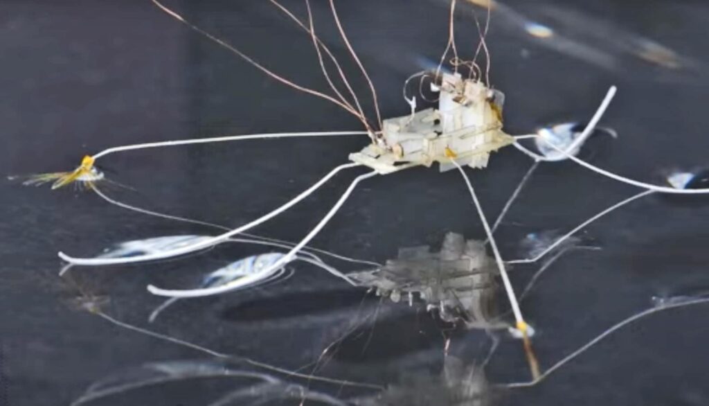 insect-inspired-robot-mimics-water-bug-s-speedy-maneuvers