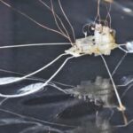 insect-inspired-robot-mimics-water-bug-s-speedy-maneuvers