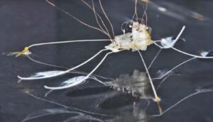 insect-inspired-robot-mimics-water-bug-s-speedy-maneuvers